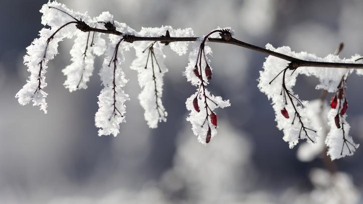 L’ours va-t-il continuer d’hiberner ?